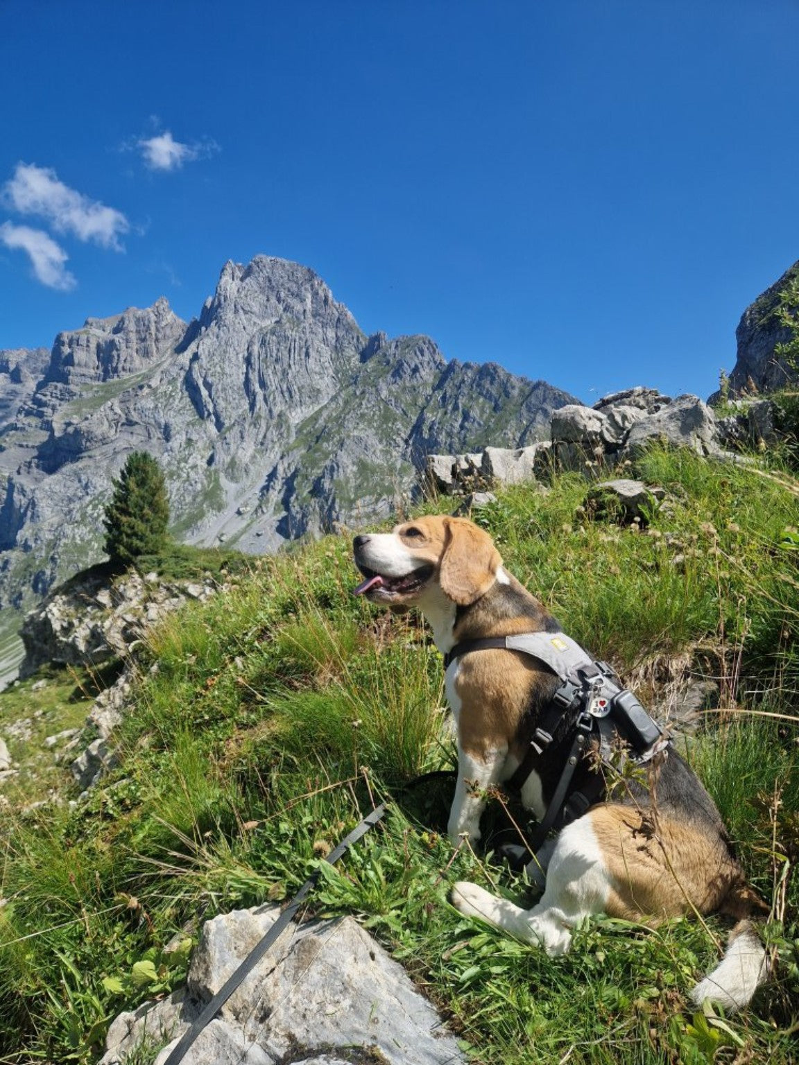 Kerenzerberg-Rundtour mit Hund: Fronalppass und Talalpsee