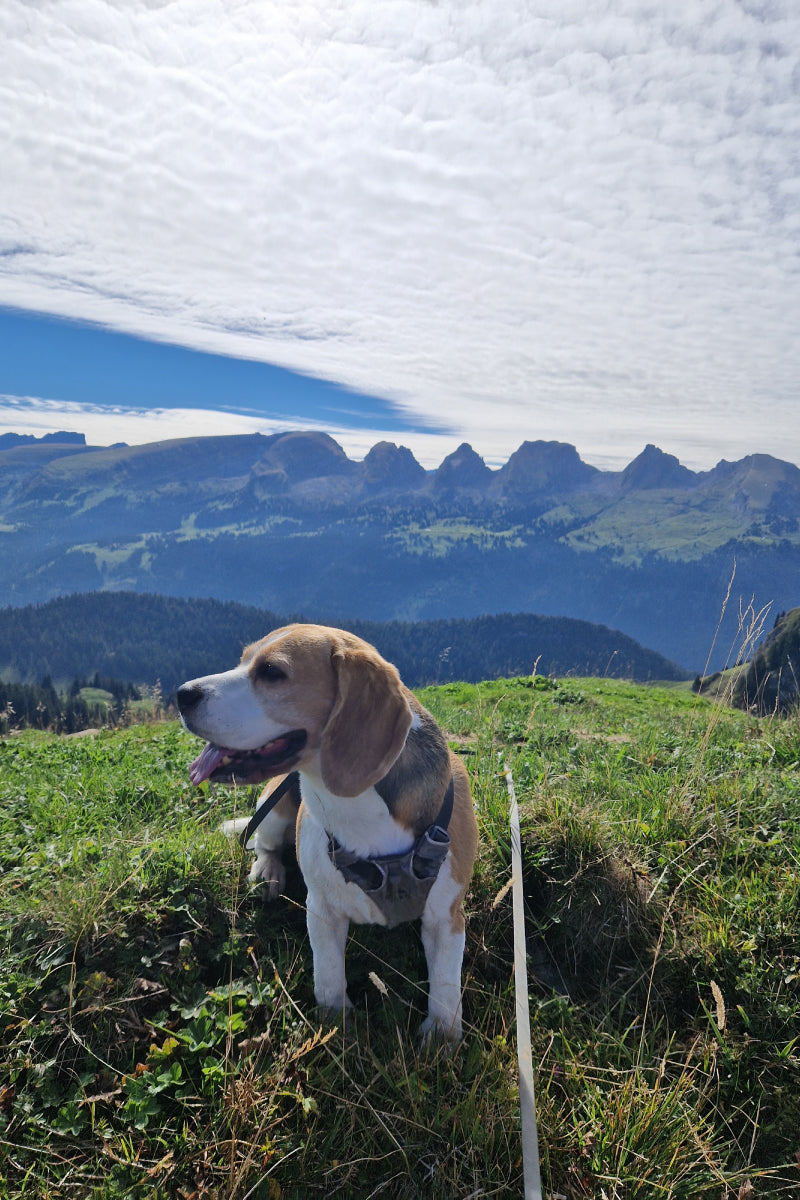 Bernhalden-Rundtour mit Hund: über den Alplispitz zum Lütispitz