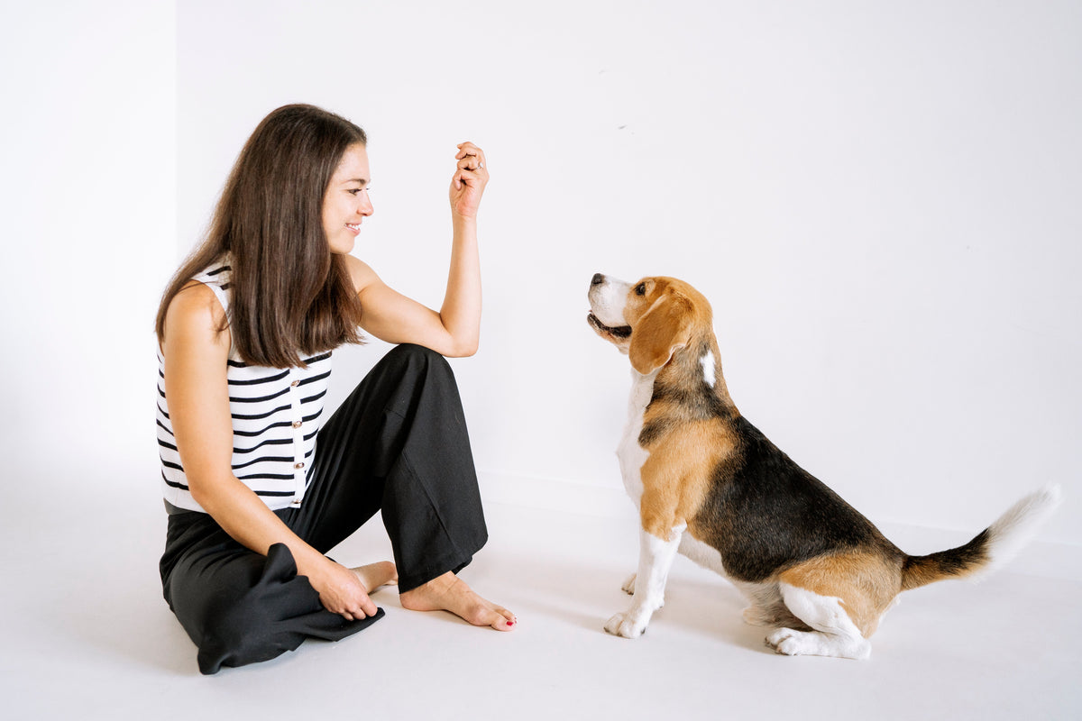 Nahrungsergänzung für Haut und Fell beim Hund